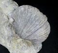 Platystrophia Brachiopods Fossil From Kentucky #20726-2